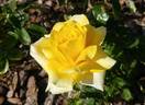 Matilda ® rose photo