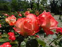 Chicca rose photo