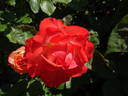 Chicca rose photo