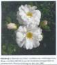 <i>Rosa multiflora</i> 80/240-1 rose photo