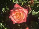 Call Me Beautiful rose photo