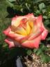 Call Me Beautiful rose photo