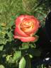 Call Me Beautiful rose photo