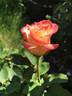 Call Me Beautiful rose photo