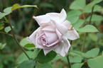 Amethyst rose photo