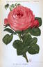 Boieldieu rose photo