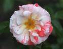 Dandy Andy rose photo