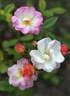 Pure of Heart rose photo