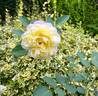 Blushed Yellow rose photo