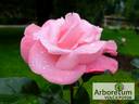 Major Gagarin rose photo