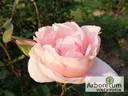 Профессор Виктор Иванов rose photo