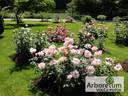 Профессор Виктор Иванов rose photo