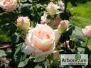 Эмми rose photo