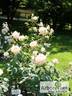 Эмми rose photo