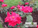 Komsomolskii Ogoniok rose photo