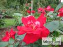 Komsomolskii Ogoniok rose photo