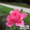 Феодосийская Красавица rose photo