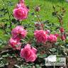 Феодосийская Красавица rose photo