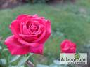 Чатыр-Даг rose photo