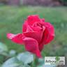 Чатыр-Даг rose photo