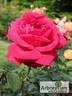 Чатыр-Даг rose photo