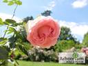 Джим rose photo