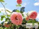 Джим rose photo
