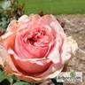 Джим rose photo