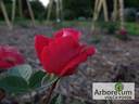 Херсонес rose photo