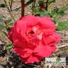 Херсонес rose photo