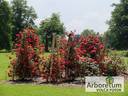 Красный Маяк rose photo