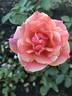 Gee Whiz rose photo