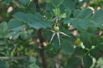 R. forrestiana rose photo