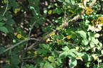 R. forrestiana rose photo