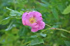 <i>Rosa canina</i> 'Abbotswood' rose photo