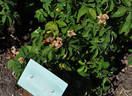 Duchesse de Buccleugh rose photo