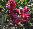 Gruss an Freundorf rose photo