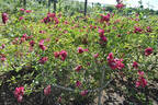 Gruss an Freundorf rose photo