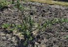 R. omeiensis chrysocarpa rose photo