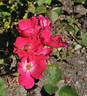 Kirsten Poulsen rose photo