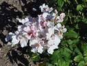 Poulsen's Pearl rose photo