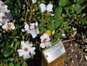 Poulsen's Pearl rose photo