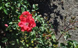 Andenken an Franz Heinsohn rose photo