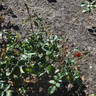 Andenken an Franz Heinsohn rose photo