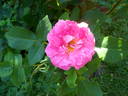 Gil Blas rose photo