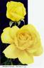 Golden Sástago rose photo