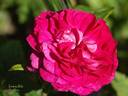 Invincible rose photo