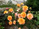 Châteaubriand rose photo