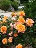 Châteaubriand rose photo