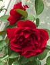 Odysseia rose photo